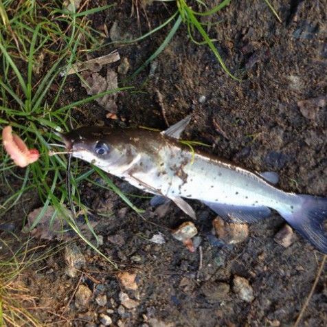 Catfish at Carousel Park